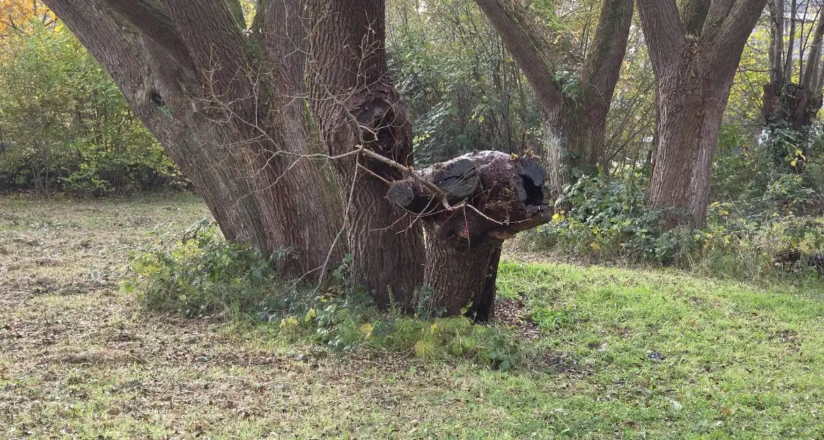 Brandweer blust brand in boomstronk - Foto 3