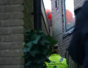 Brandweer in actie voor beknelde kat