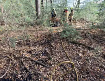 Brand verwoest bosgebied