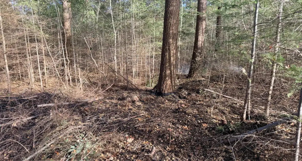 Brand verwoest bosgebied - Foto 4