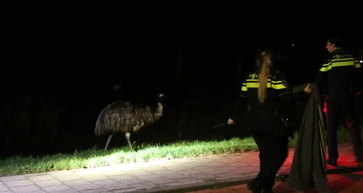 Ontsnapte emoe houdt politie bezig