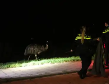Ontsnapte emoe houdt politie bezig