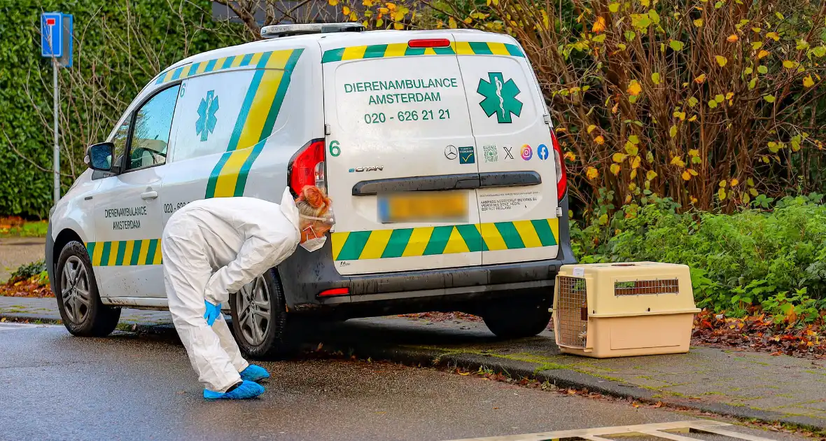 Brandweer redt zwaan met vermoedelijke vogelgriep