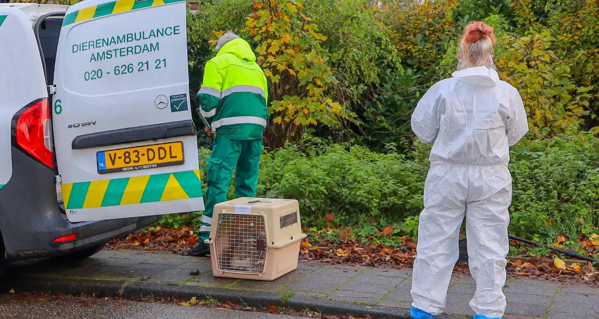 Brandweer redt zwaan met vermoedelijke vogelgriep - Foto 3