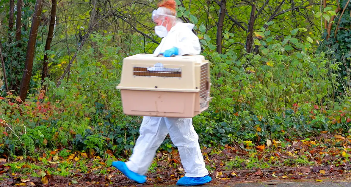 Brandweer redt zwaan met vermoedelijke vogelgriep - Foto 5