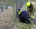 Brandweer en politie redden ree uit poel