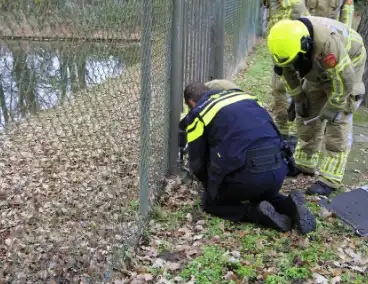 Brandweer en politie redden ree uit poel