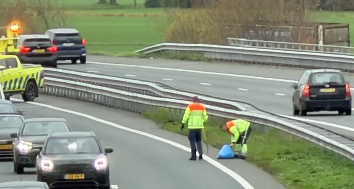 Hond overleden na aanrijding met auto - Foto 2