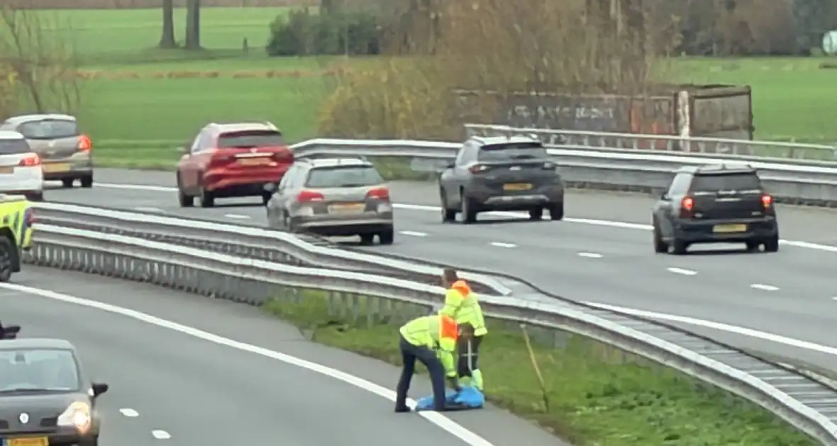 Hond overleden na aanrijding met auto - Foto 4