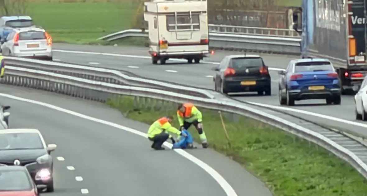 Hond overleden na aanrijding met auto - Foto 5