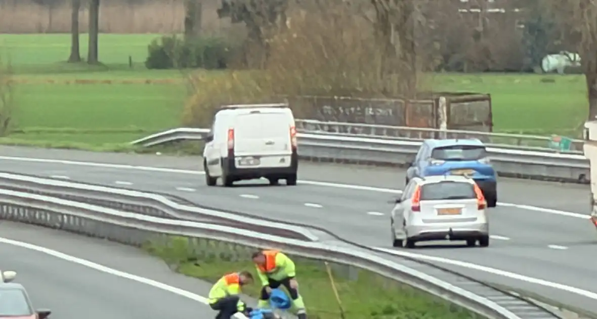 Hond overleden na aanrijding met auto - Foto 6