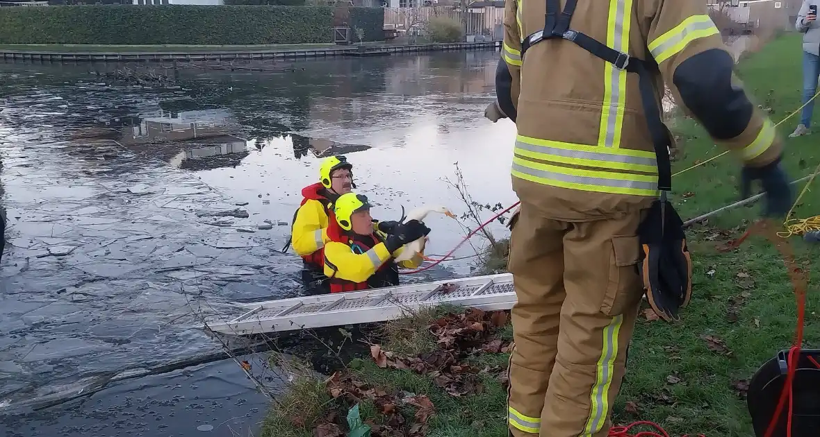 Eend vast op ijs krijgt hulp - Foto 5