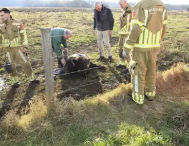 Stier onderkoeld uit ijs gehaald door brandweerlieden