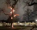Spookboom in lichterlaaie midden in woonwijk