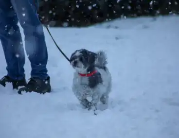 Sneeuwpret voor dier en mens
