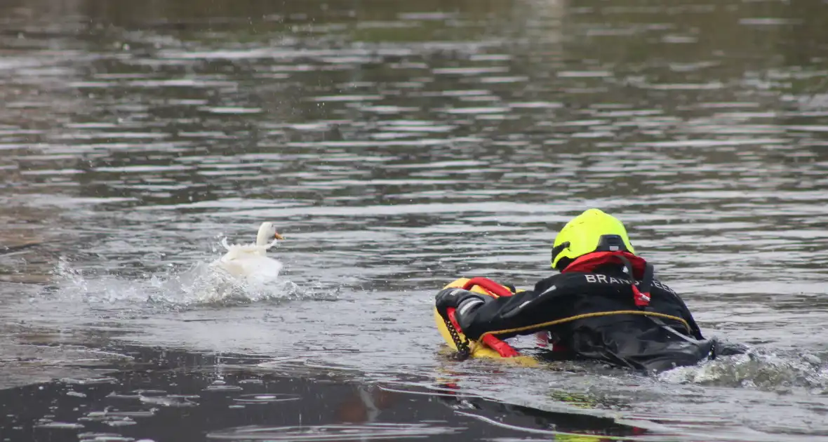 Brandweer probeert eend te redden uit het water - Foto 1
