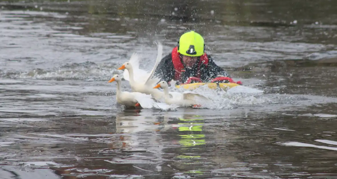 Brandweer probeert eend te redden uit het water - Foto 2