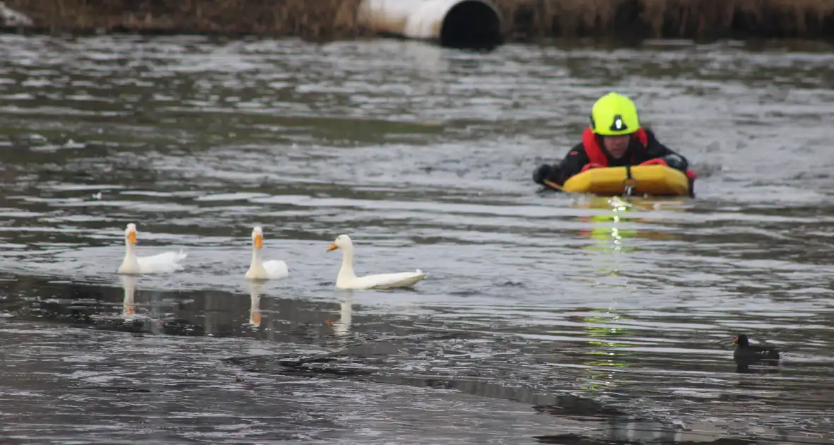 Brandweer probeert eend te redden uit het water - Foto 3
