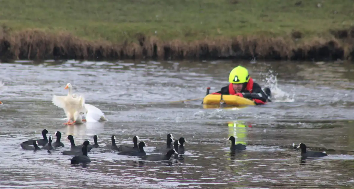 Brandweer probeert eend te redden uit het water - Foto 4