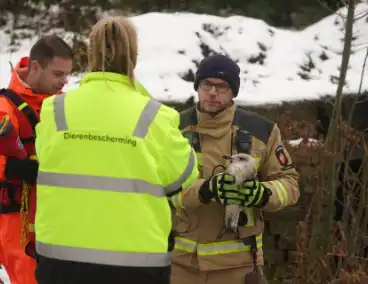 Brandweer redt vogel uit het ijs