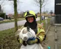 Brandweervrouw redt gans uit boom