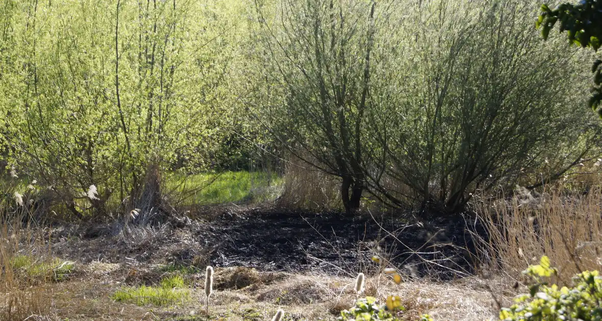 Natuurgebied in vlammen, tram- en busverkeer gestremd - Foto 6