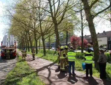 Dierenambulance en brandweer halen kat uit boom