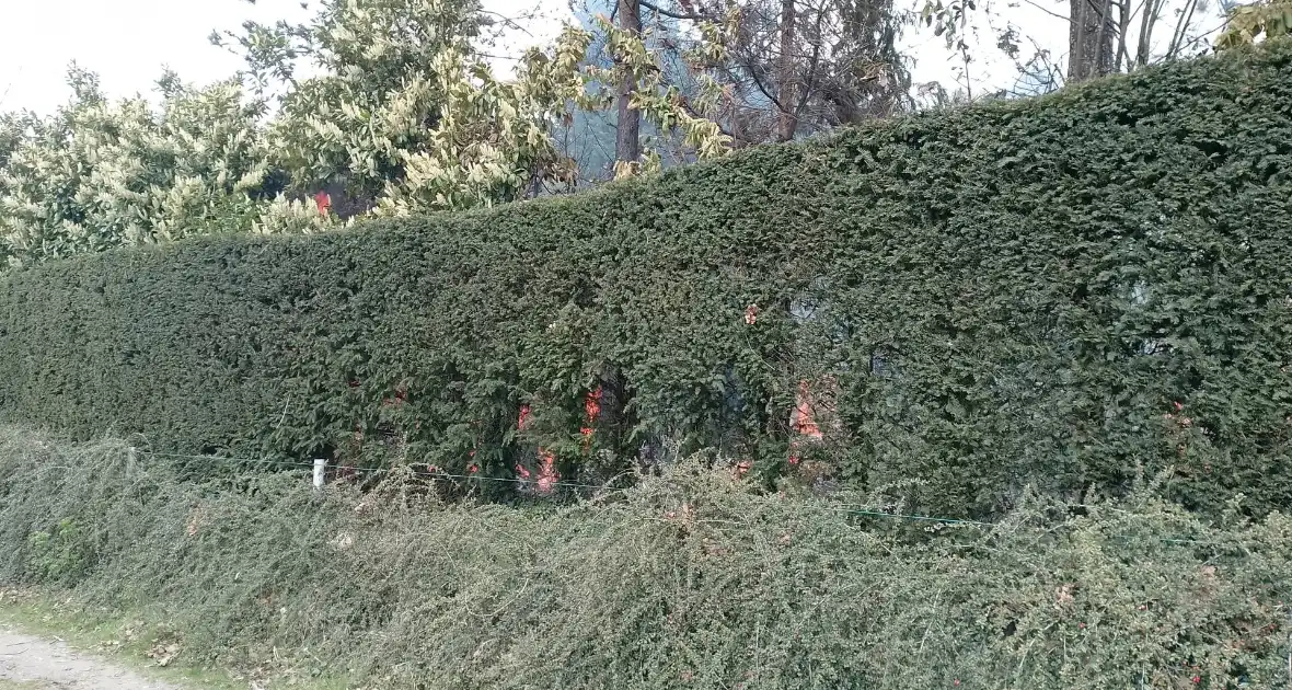 Grote coniferenhaag vliegt in brand