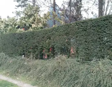 Grote coniferenhaag vliegt in brand