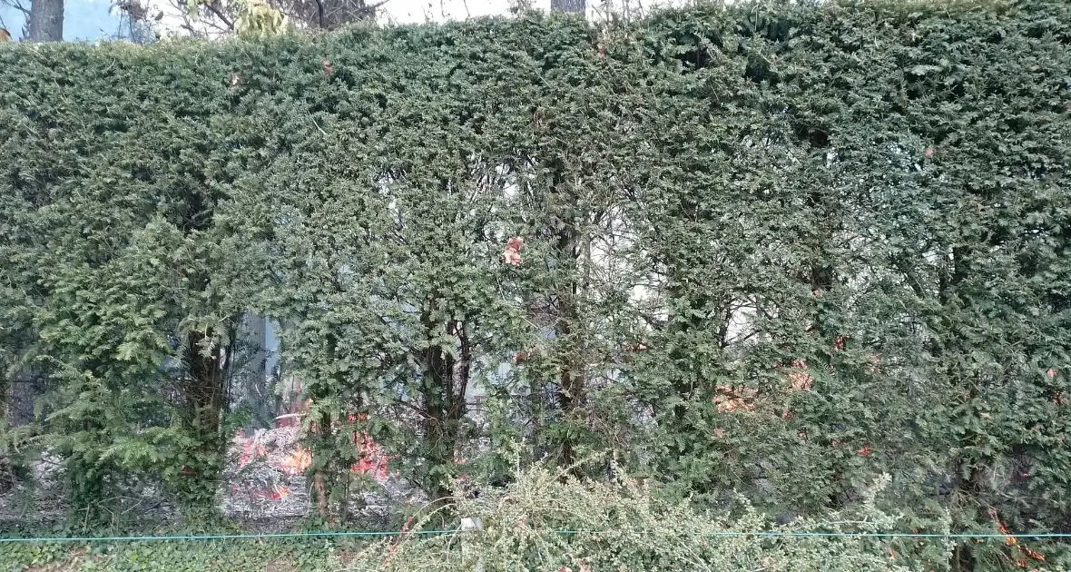 Grote coniferenhaag vliegt in brand - Foto 1