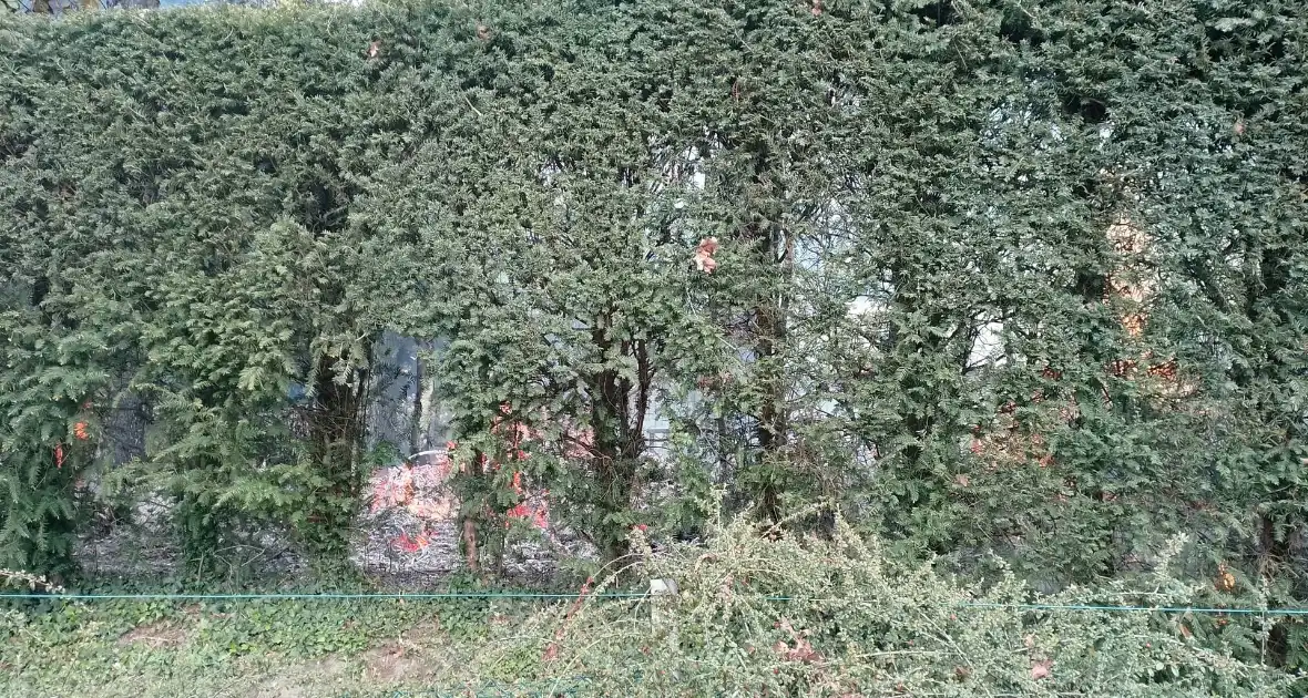 Grote coniferenhaag vliegt in brand - Foto 3