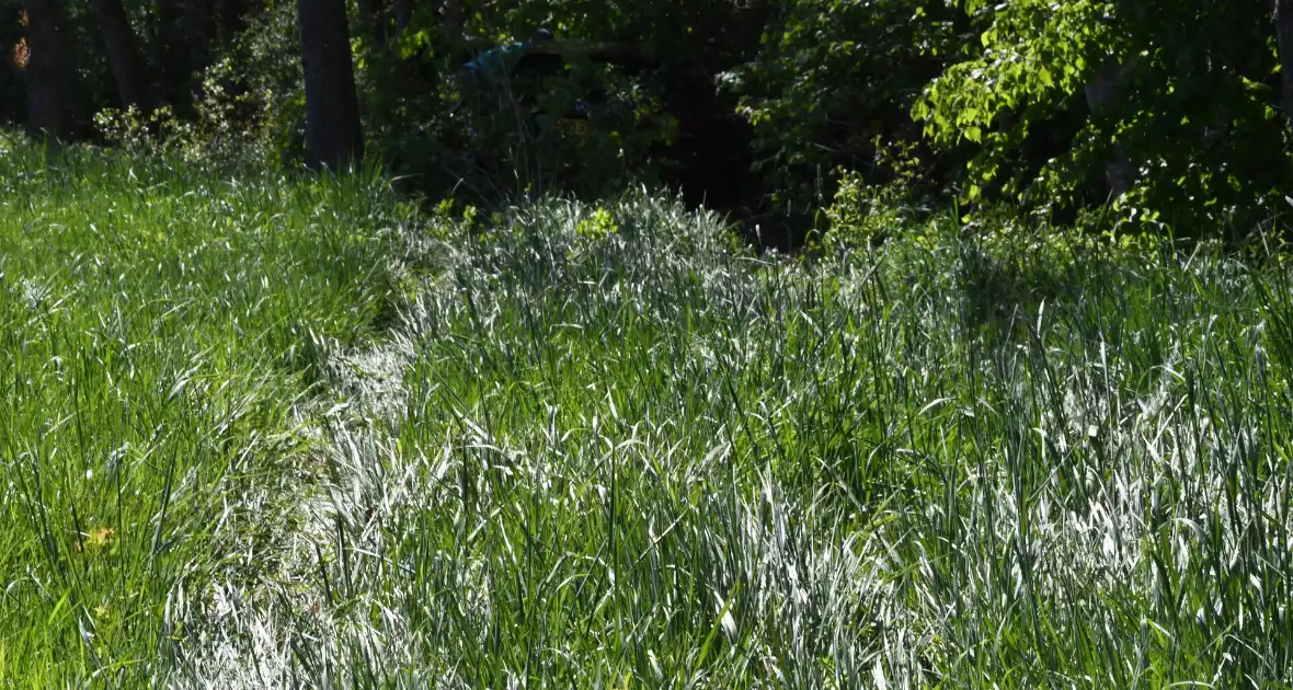 Bestuurster rakelings langs bomen bij ongeval - Foto 6