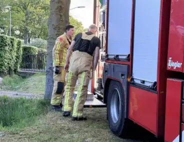 Kat bevrijd uit stenen pizzaoven