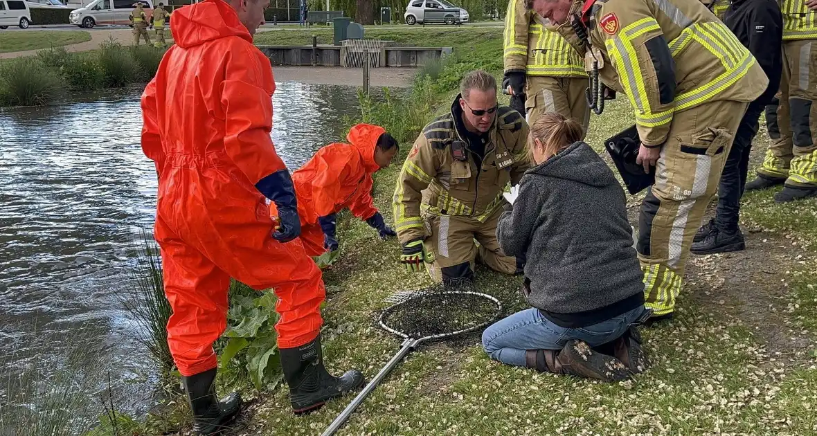 Brandweer redt meeuw uit benarde situatie - Foto 1