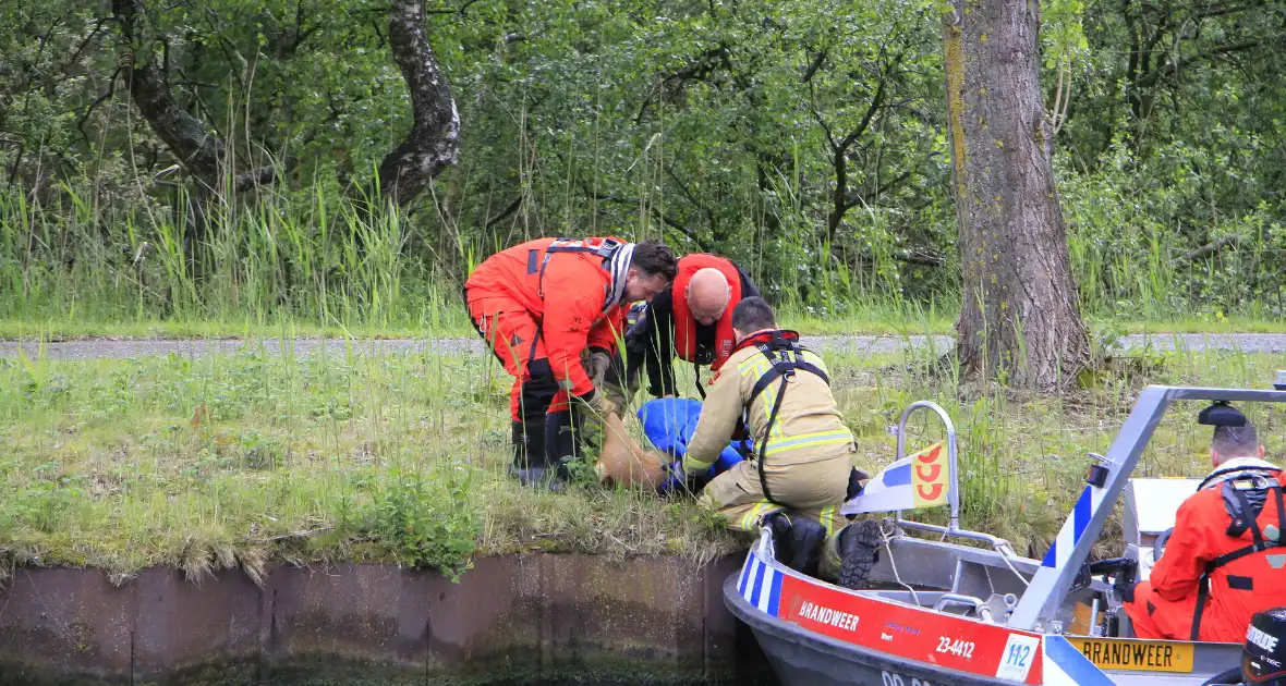Ree sterft na reddingsactie van brandweer - Foto 12
