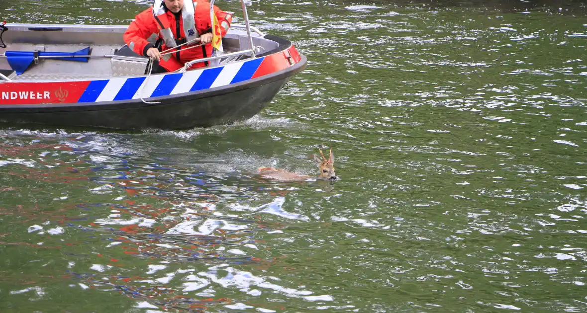 Ree sterft na reddingsactie van brandweer - Foto 6