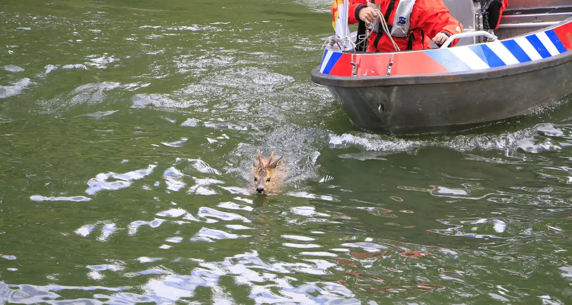 Ree sterft na reddingsactie van brandweer - Foto 9