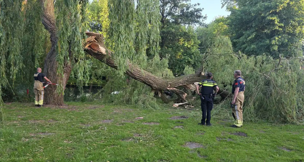 Grote tak breekt uit boom vandaan
