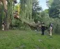 Grote tak breekt uit boom vandaan