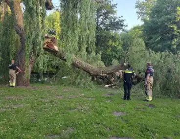 Grote tak breekt uit boom vandaan