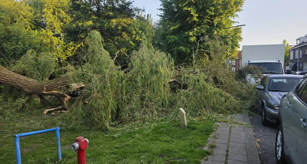 Grote tak breekt uit boom vandaan - Foto 2