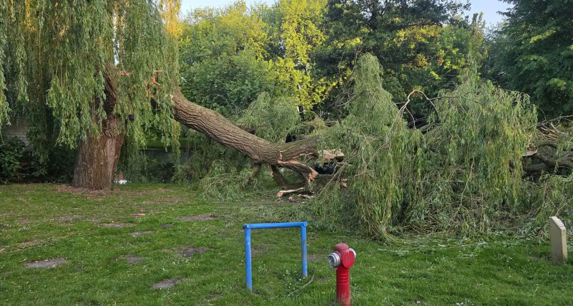Grote tak breekt uit boom vandaan - Foto 3