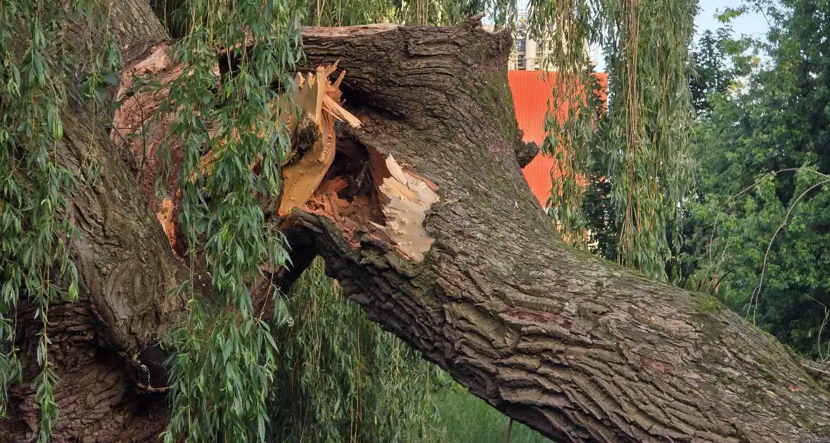 Grote tak breekt uit boom vandaan - Foto 6