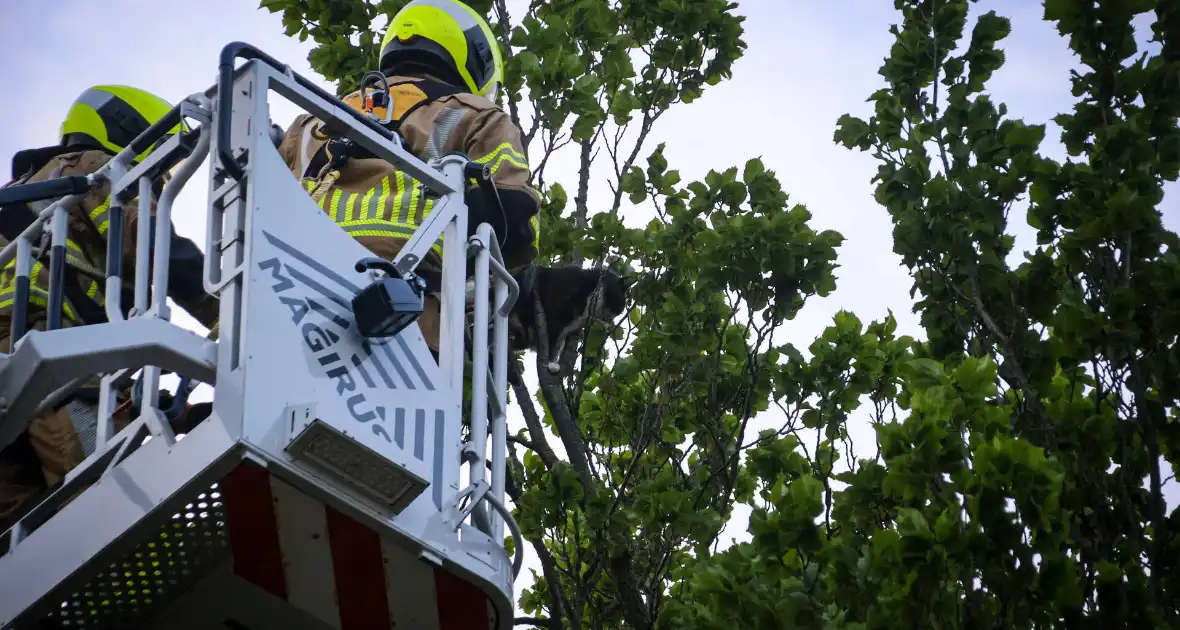 Brandweer redt kat uit boom na mislukte poging van omstander