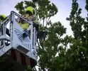 Brandweer redt kat uit boom na mislukte poging van omstander