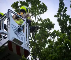 Brandweer redt kat uit boom na mislukte poging van omstander