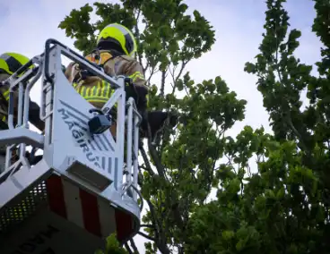 Brandweer redt kat uit boom na mislukte poging van omstander