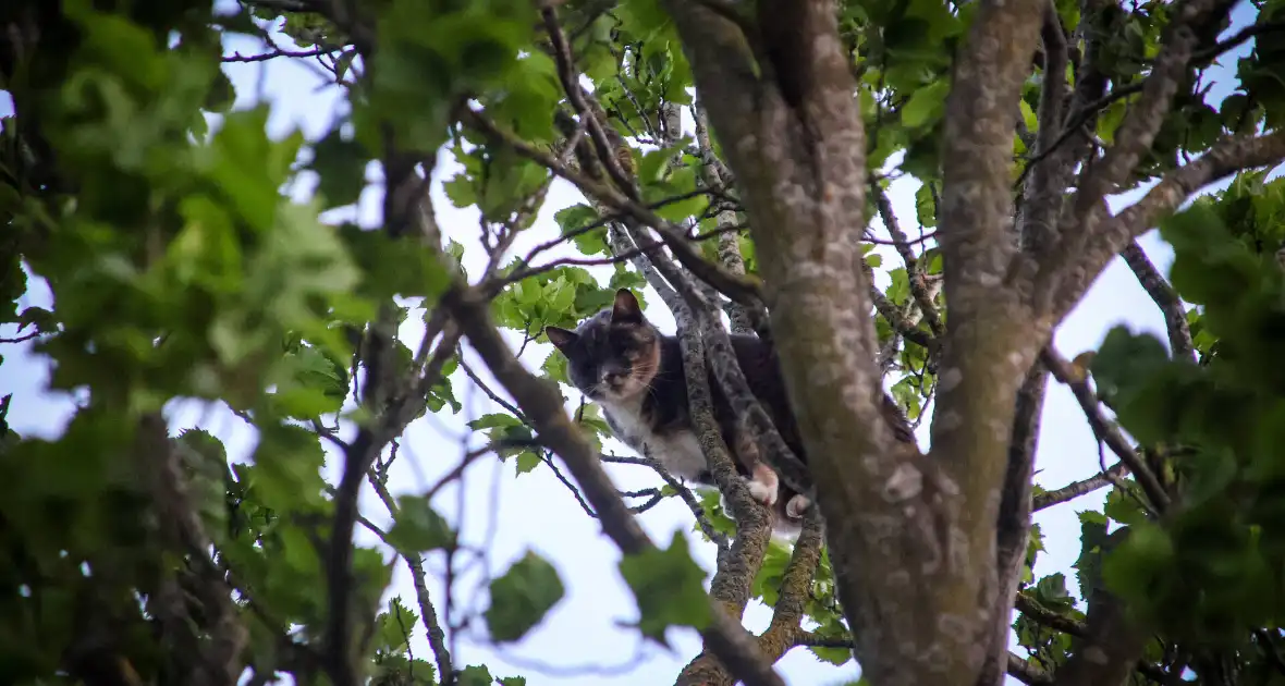 Brandweer redt kat uit boom na mislukte poging van omstander - Foto 1