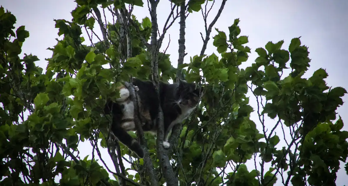 Brandweer redt kat uit boom na mislukte poging van omstander - Foto 10