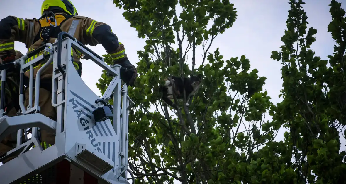 Brandweer redt kat uit boom na mislukte poging van omstander - Foto 13